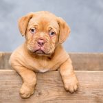 puppy, dog, pet, cute, brown dog, purebred, dog breed, portrait, dog portrait, mammal, animal, domestic, domestic dog, nature, canine