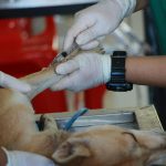Close-up of a veterinarian injecting a dog with care in a clinic setting.