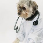 Little purebred dog with stethoscope wearing white medical outfit looking away on white background