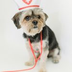 Cute dog dressed as a nurse with stethoscope on a white background, exuding charm.